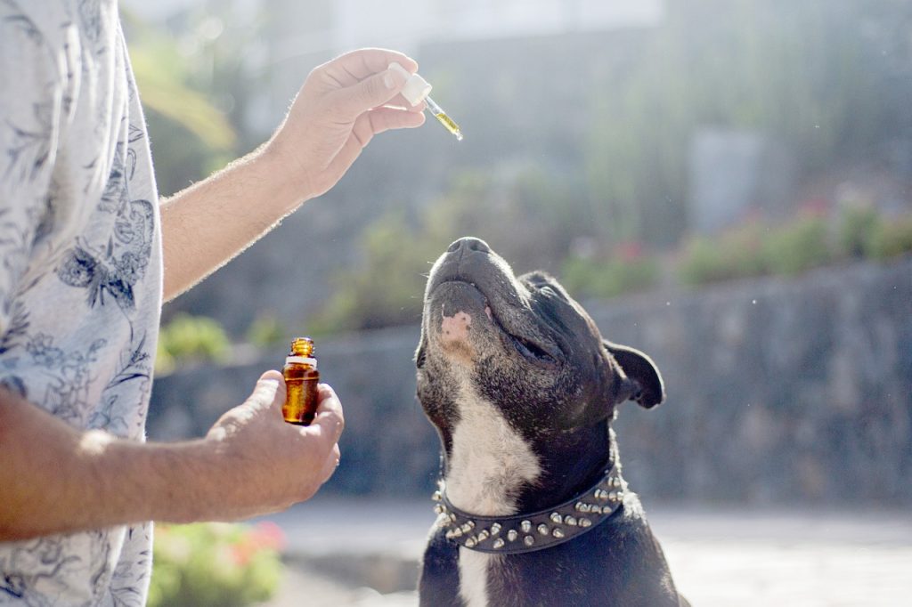 cbd dog treats