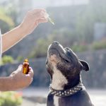 cbd dog treats