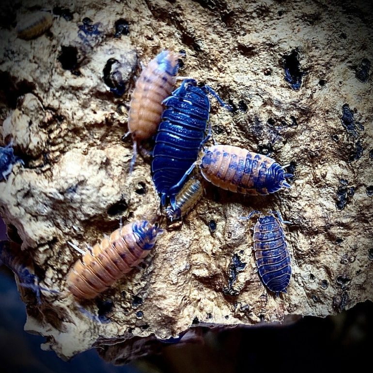 isopods as pets